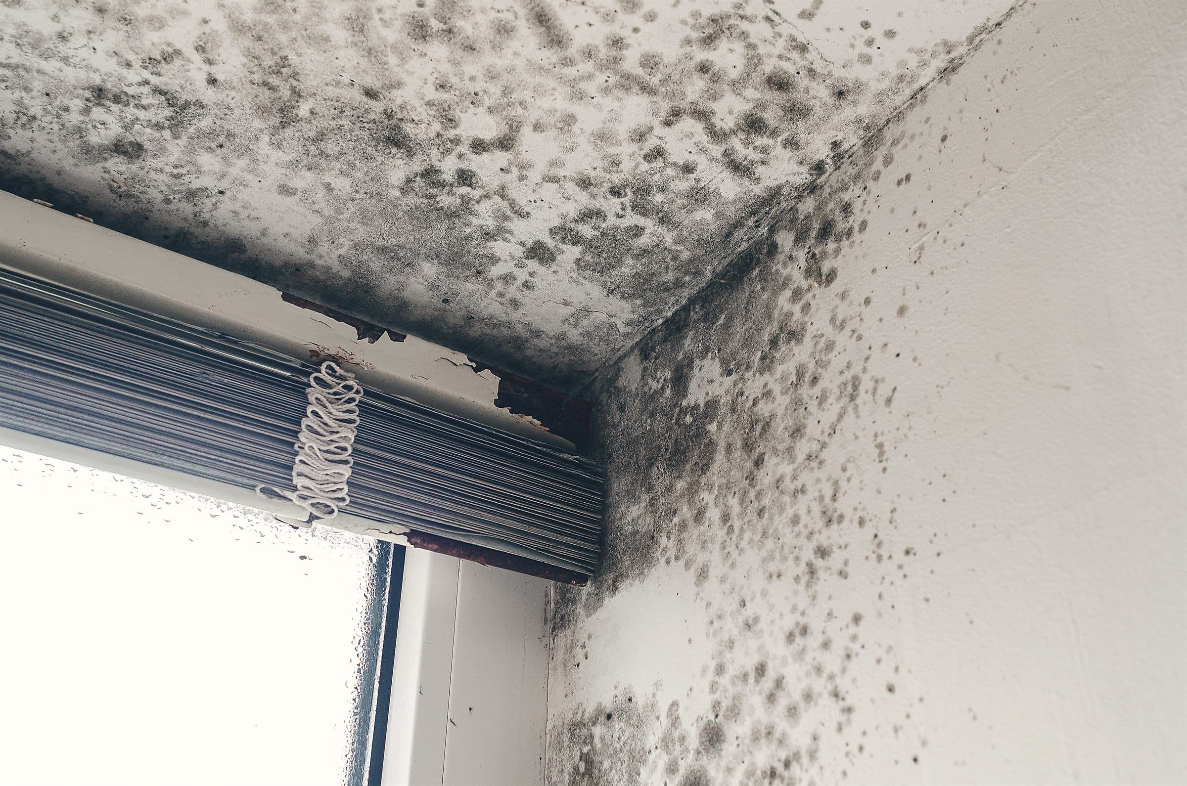 Mold Inspections — Dark mould growth spreading across the ceiling and wall in the corner of a room above a window with a closed roller blind (illustrative)
