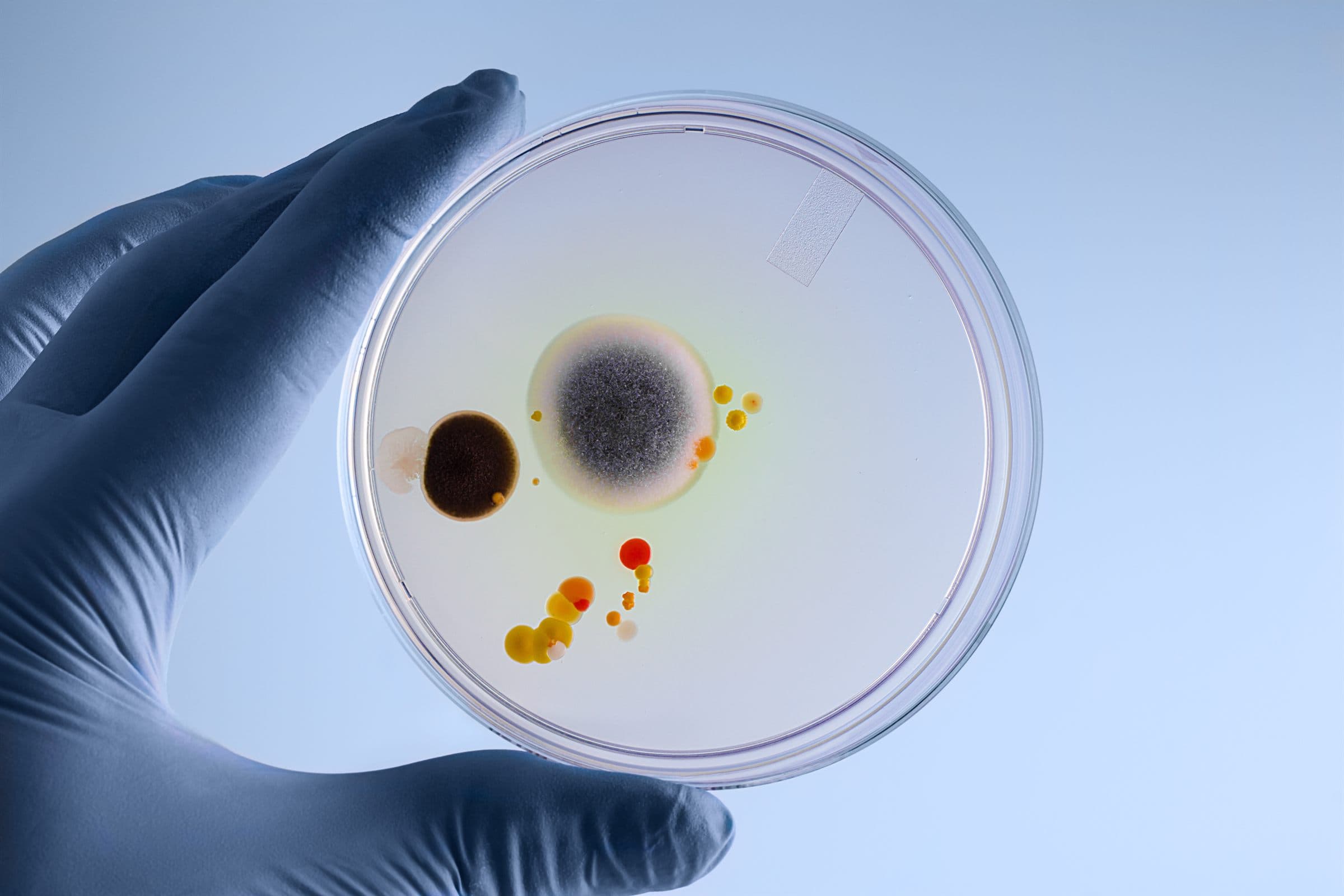 Mold Testing & Sampling — A gloved hand holding a laboratory petri dish containing cultured mould colonies (illustrative)